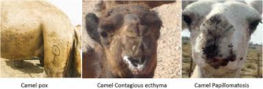 In this study, we determined the antimicrobial effects of using 1. Multiplex Pcr For Rapid Diagnosis And Differentiation Of Pox And Pox Like Diseases In Dromedary Camels Virology Journal Full Text