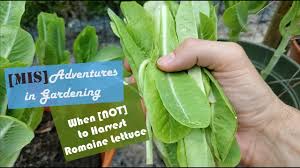 How to pick lettuce in your garden. When Not To Harvest Romaine Lettuce Youtube