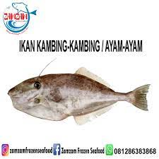 Sedangkan untuk sonji alam ayam berada pada halaman urutan 71 untuk kode alam ayam curi ikan, erek tafsir mimpi ayam di erek erek bisa saling berlainan seiring dengan kejadian mimpi atau kode. Jual Frozen Ikan Kambing Kambing Atau Ikan Ayam Ayam Di Lapak Zamzam Frozen Seafood Bukalapak