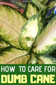 How To Care For Dumb Cane Plant Dumb Cane Plant Plants Plant Care