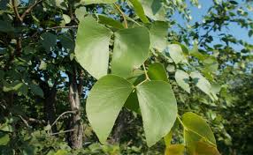 Image result for Colophospermum