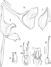 Image result for Disperis reichenbachiana