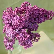 Pin On Flower Love