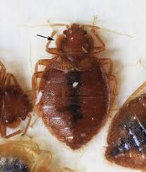 Facing sleepless nights due to bedbugs? 130 Bed Bugs Ideas In 2021 Bed Bugs Bugs Rid Of Bed Bugs