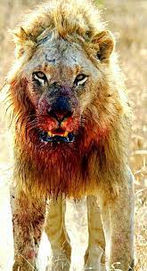 She had been eating part of a cape buffalo the pride had just killed. Total White Lion Kingdomdeath