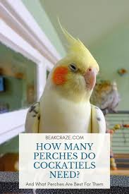 Are You Wondering How Many Perches You Should Get For Your Cockatiel Cage This Article Will Give You The Answer Pe Cockatiel Cage Pet Bird Cage Cockatiel