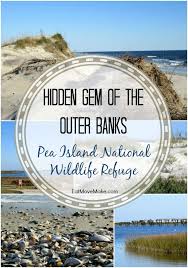 Pea Island National Wildlife Refuge Hidden Gem In Outer Banks Outer Banks North Carolina Vacation North Carolina Travel North Carolina Vacations