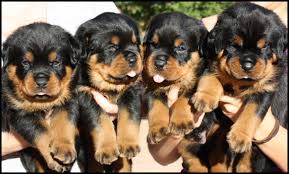 Find rottweiler puppies for sale and dogs for adoption. German Rottweiler Puppies Cape Town Rottweiler Puppies Dog Breeders Gallery 97156