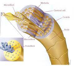 The arrector pili muscle is attached to _____. The Three Layers Of Hair Hair Is Composed Of Three Main Layers By Beauty Tomorrow Medium
