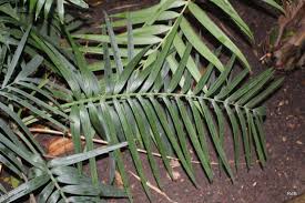 Image result for Chamaedorea radicalis