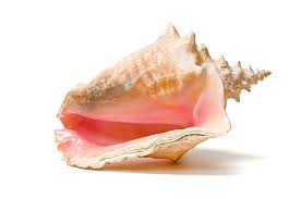 Queen Conch | Bahamas Conch Shells - Paradise Island Beach Club