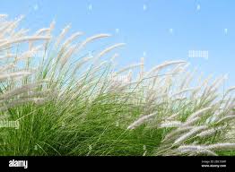 Image result for Anthericopsis sepalosa