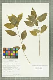 Image result for Hilleria latifolia