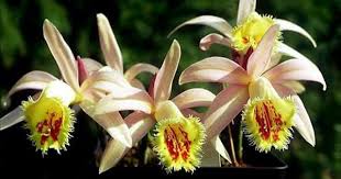 Epingle Par Mirian Tabarez Sur Flores Planter Des Fleurs Orchidee Toutes Les Fleurs