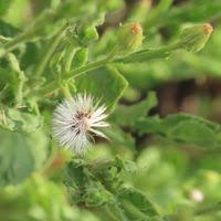 Image result for Pseudoconyza