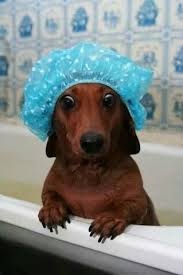 Funny Picture Writing Prompts Hojo S Teaching Adventures Cute Dogs Dog Love Funny Animals