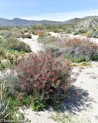 Image result for Caloncoba suffruticosa