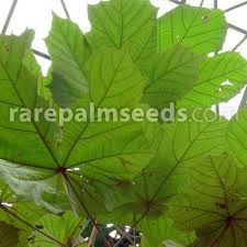 Image result for Pterospermum acerifolium
