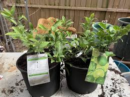 It is about 12' tall and has survived 2 below average winters here where is was 21 and 19 degrees. Amazon Com 2 3 Year Old 2 3 Ft Key Lime Tree Garden Outdoor