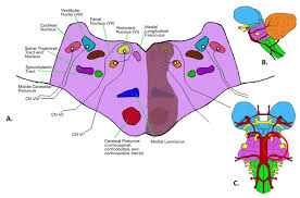Full Text Brainstem Vascular Syndromes A Practical Guide For Medical Students Edorium Journal Of Neurology