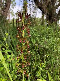 Image result for Eulophia alta