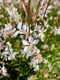 Image result for Oenothera lindheimeri
