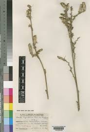 Image result for Eminia antennulifera