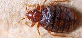 This merger further strengthens arrow's. Pest Control All About Bugs Pest Control Sevierville Tn