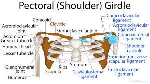 The proximal portion of the upper extremity, made up of the clavicle and scapula, but not the humerus. Pectoral Girdle Anatomy Bones Muscles Function Diagram Ehealthstar