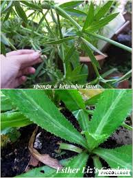 Parsley types broadly divide into two. Cilantro Daun Ketumbar Jawa Esther Liz S Garden Facebook