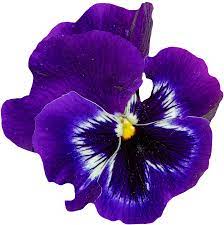 Discover The Coolest Ftestickers Flower Pansy Purple Stickers Pansies Blue Flowers Images Flowers