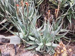 Image result for Aloe aculeata × globuligemma