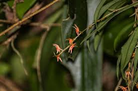 Image result for Liparis mulindana