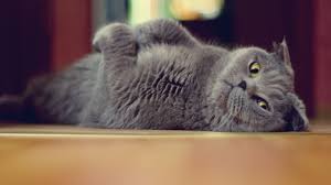 British Shorthair Kedisi Bakimi Ve Ozellikleri Alternatif Dunyam