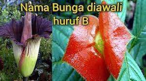Check spelling or type a new query. Nama Nama Bunga Diawali Huruf B Youtube