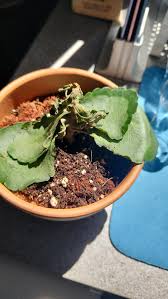 Image result for Kalanchoe rosalina