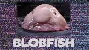 Résultat de recherche d'images pour "blobfish"