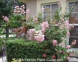 This exposes the handsome bark of the trunks. Crape Myrtle Tree