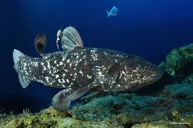 Image result for Coelachne africana