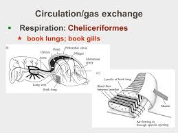 Invertebrate Zoology Lecture 17 Phylum Arthropoda Part Ppt Download