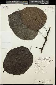 Image result for Triclisia