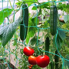 Cucumbers are grown for eating fresh or preserved as pickles. Amazon Com Miuezuth Trellis Netting For Climbing Plants Heavy Duty Garden Trellis Netting For Cucumber Vine Fruits Vegetables Tomato Plants Trellis Net Climbing Vining Plants 16 4 X 6 6 Ft Garden