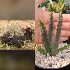 Image result for Tridentea