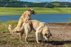 Perros haciendo sexo