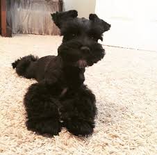 Black And White Schnauzer Pictures Puppy Miniature Schnauzer Miniature Schnauzer Puppies Schnauzer Puppy Miniature Schnauzer