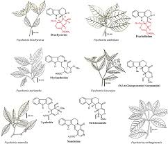 Image result for Psychotria djumaensis