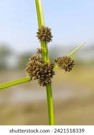 Image result for Cyperus obtusiflorus