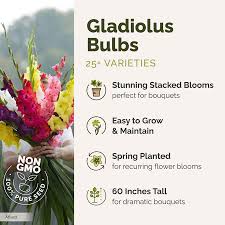 Image result for Gladiolus hollandii