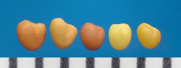 Image result for Trifolium semipilosum