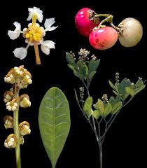 Image result for Malpighiaceae